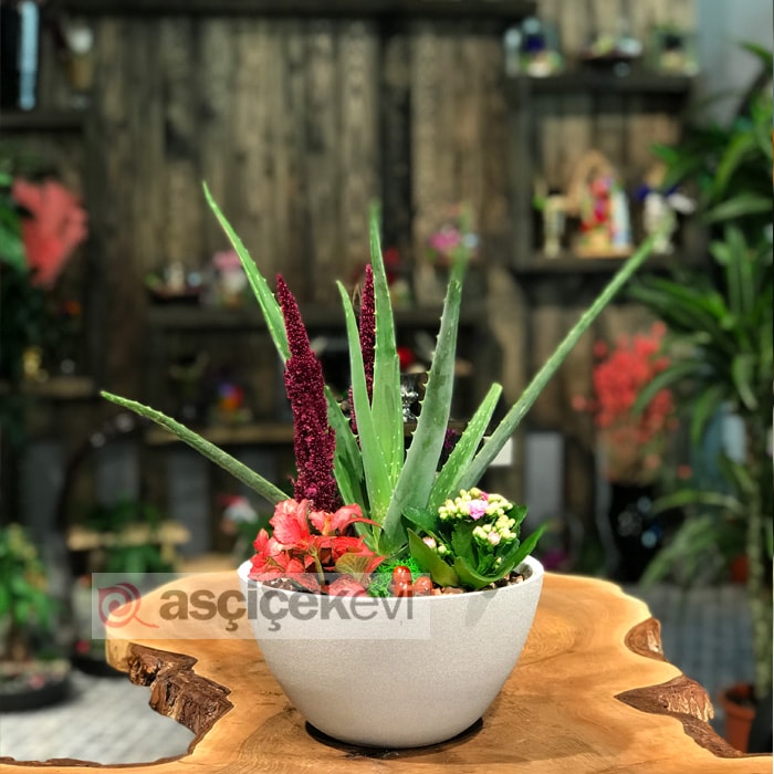 Aloe Vera Bitkisi ile Hayatınız Değişiyor