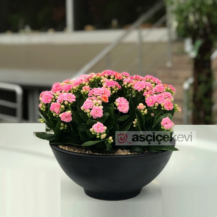 Kalanchoe Çiçek Bakımı