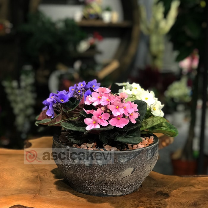 Kışa Dayanıklı Çiçekler