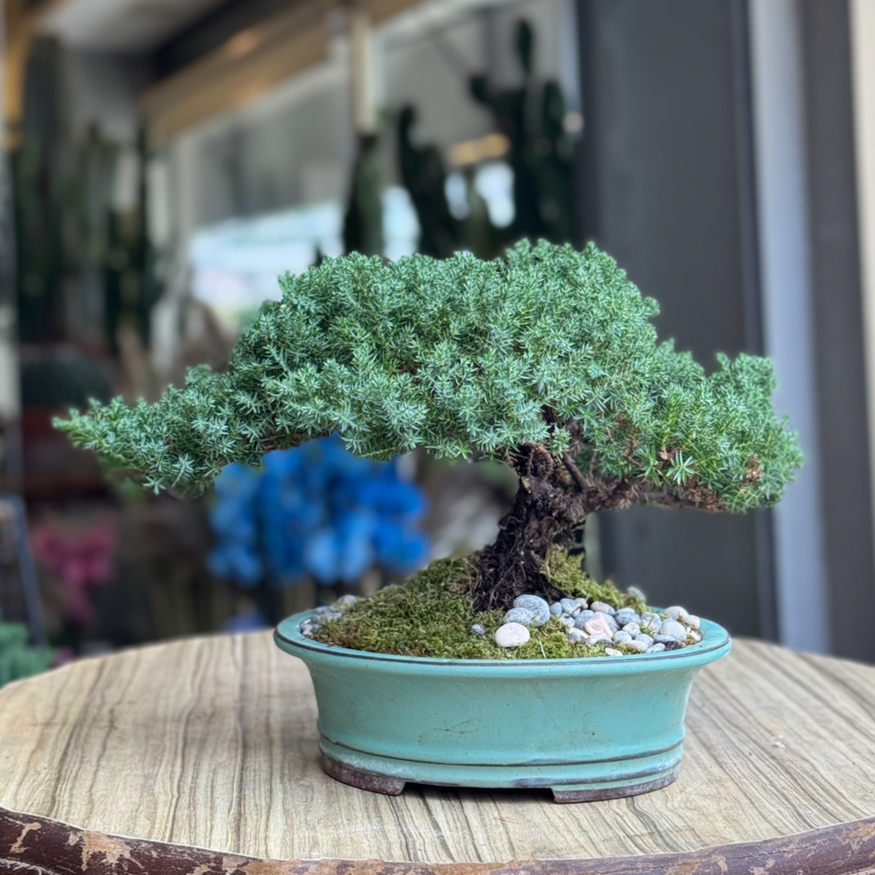 Juniperus Bonsai ard aac bonsai
