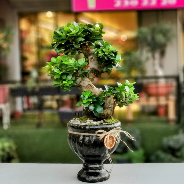 künstlicher bambus kaufen Künstlicher Bambus-Baum mit Seidenblättern und Naturstämmen. Pflegefre –  Sunrise