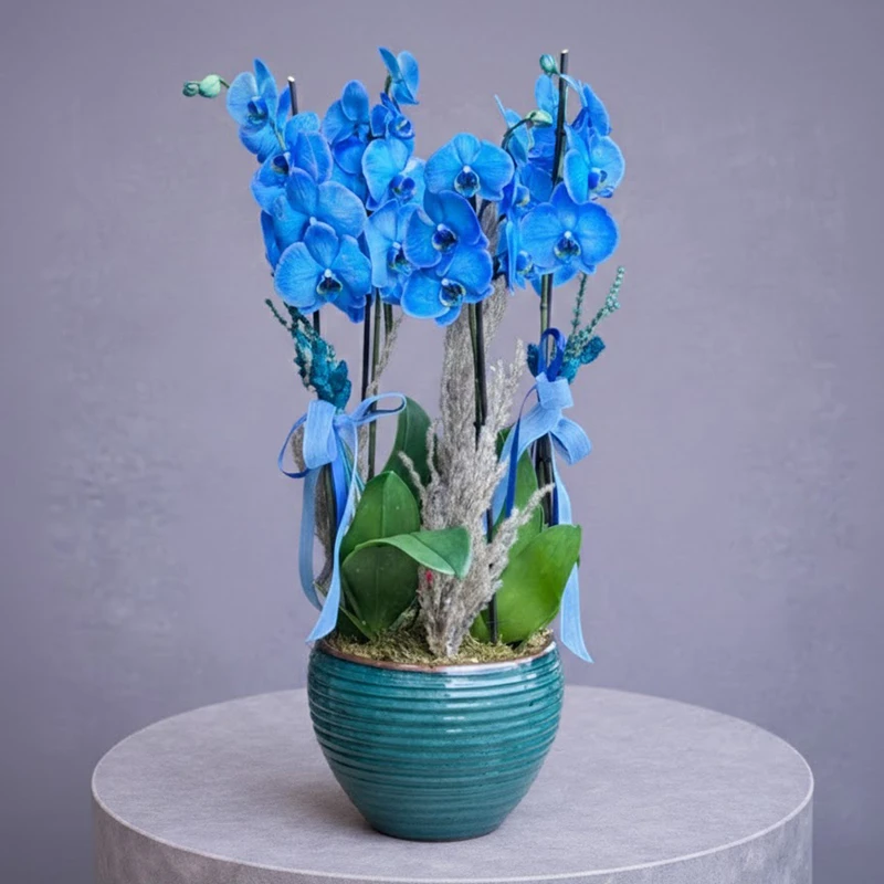 4 Dal Mavi Orkideler