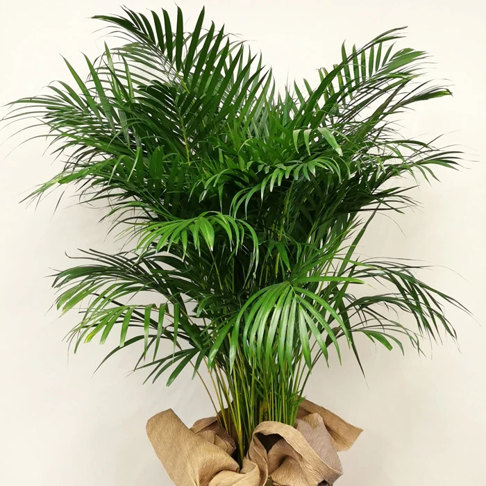 Areca Palmiyesi