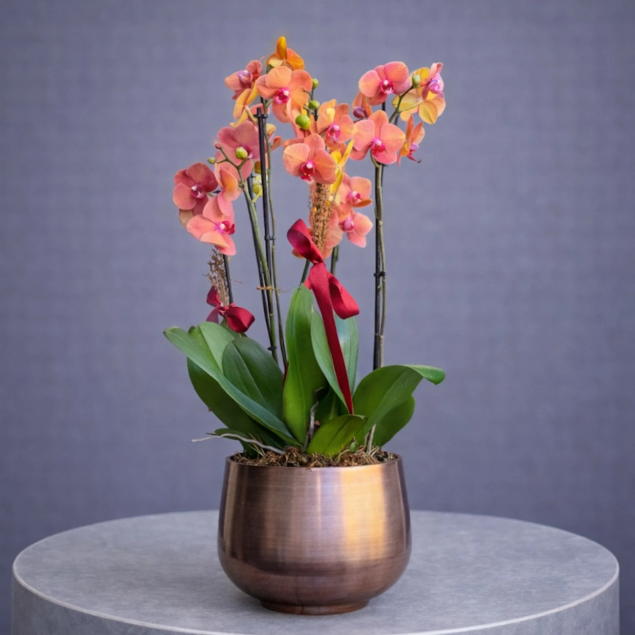 Bakır Saksı Surf Song Orkideler