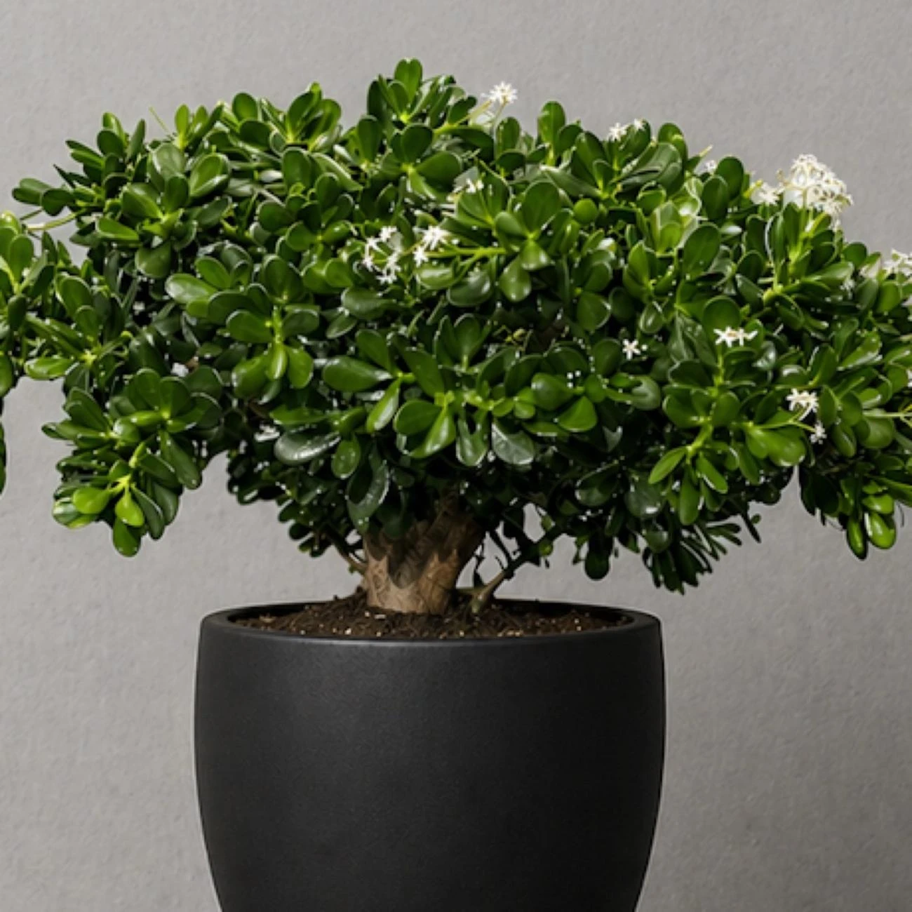 Crassula Bonsai
