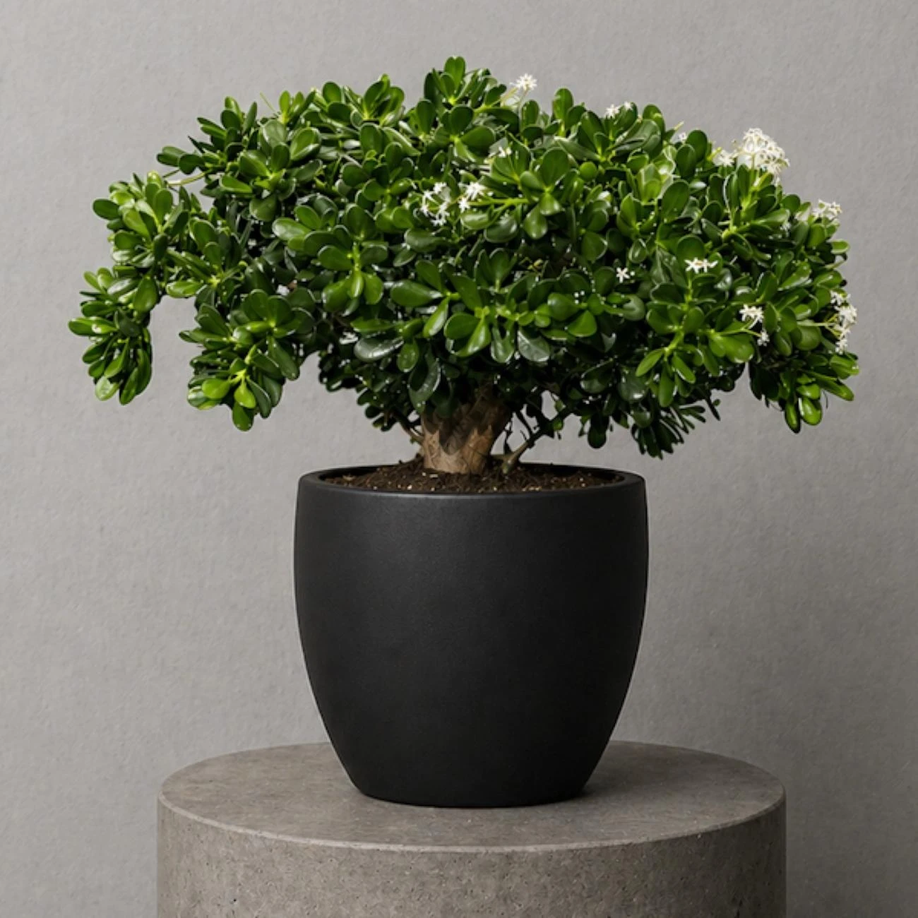 Crassula Bonsai