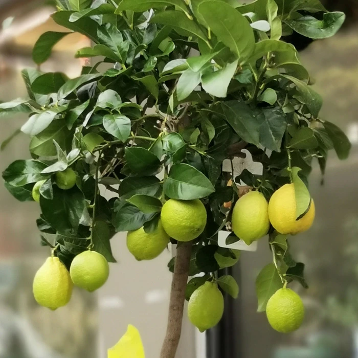 Limon Ağacı