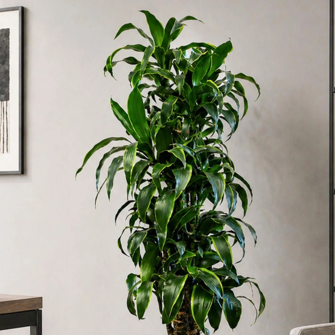 Dracaena Dorado