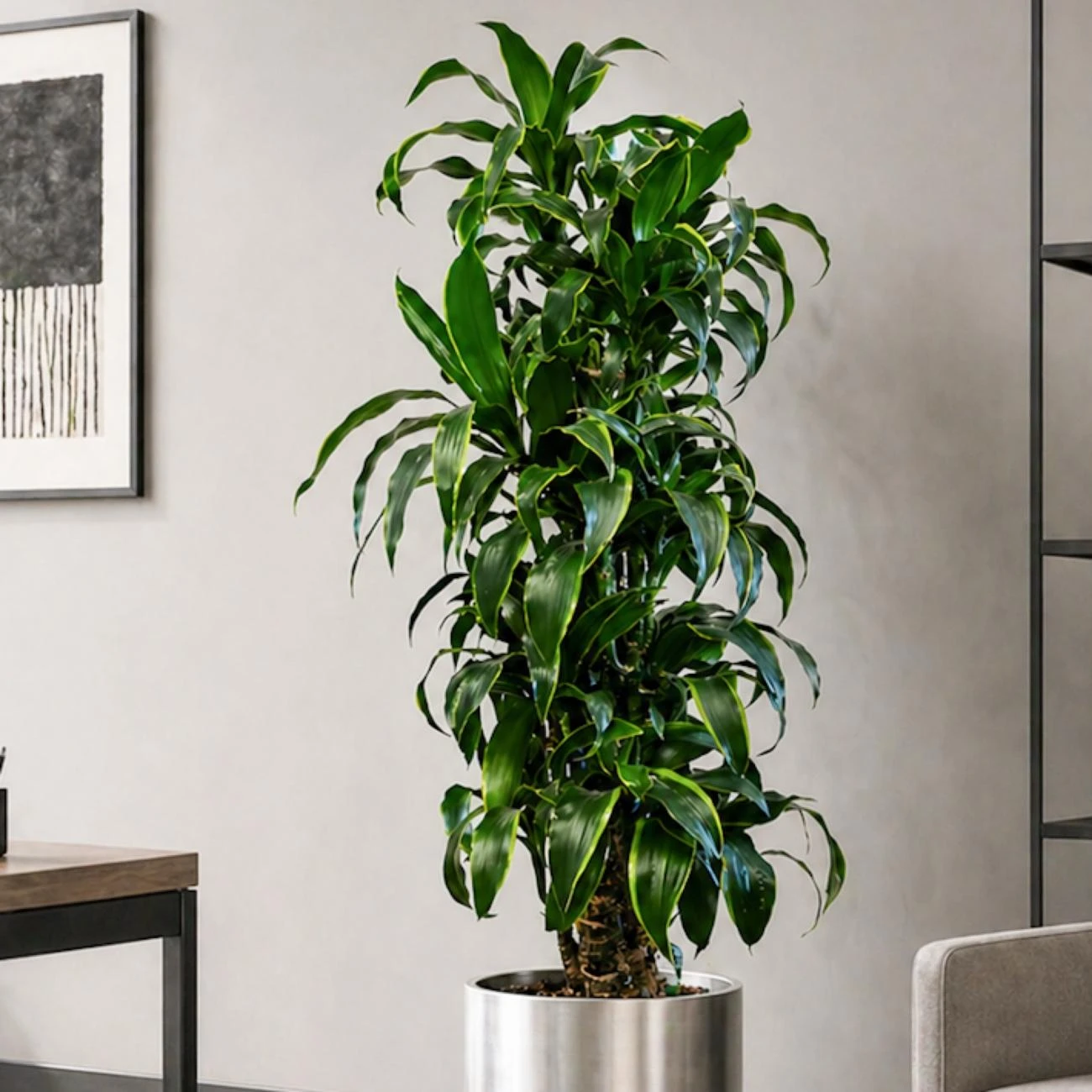 Dracaena Dorado