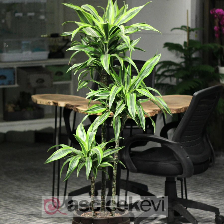 Dracaena Lemon Line