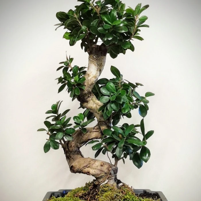 Ginseng Bonsai