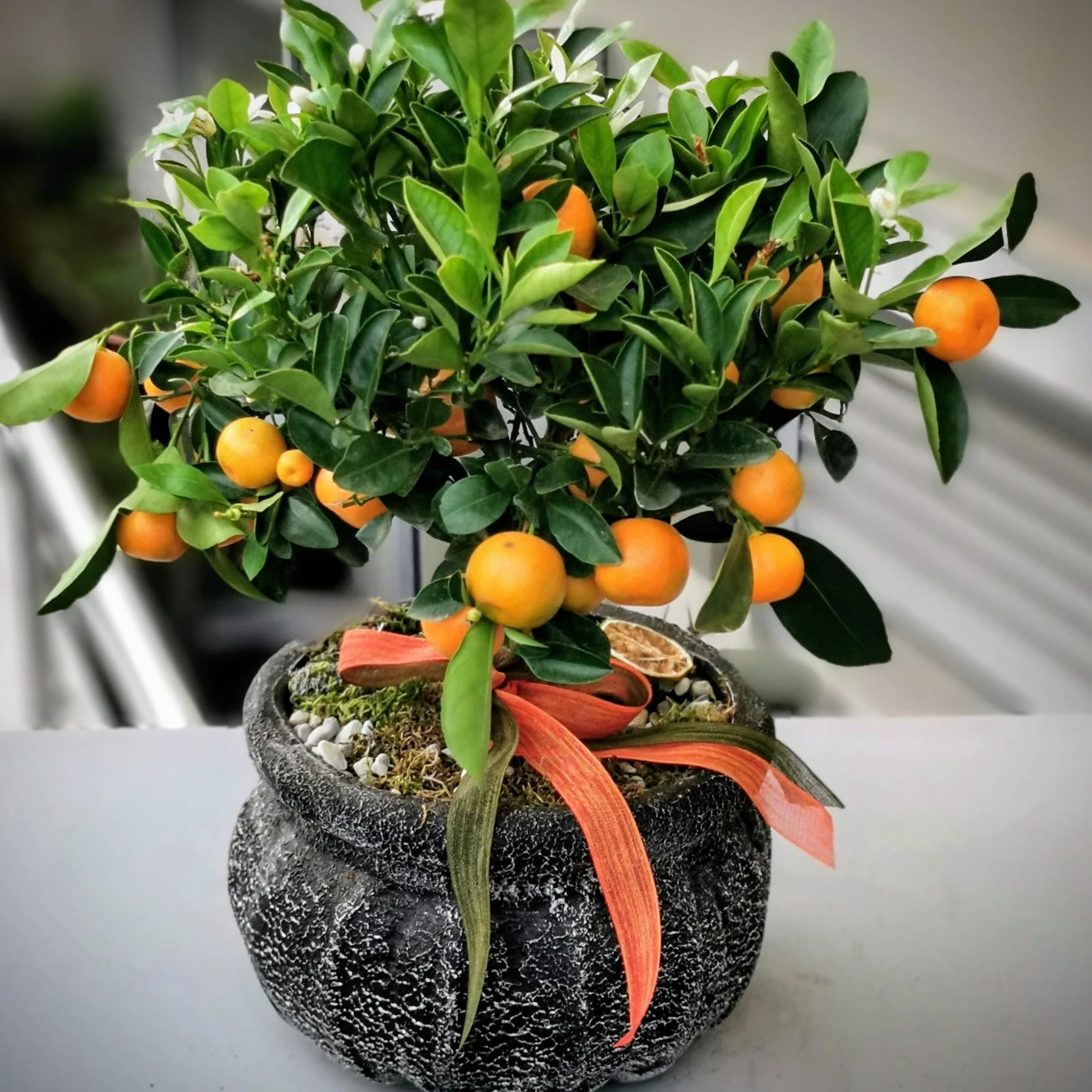 Minyatür Mandalina Ağacı