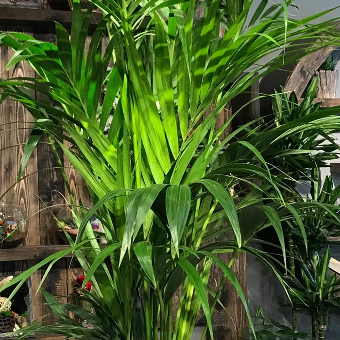 Kentia Bitkisi