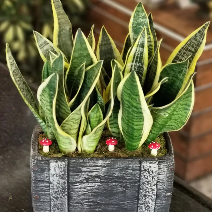 Sanseveria Kılıç Çiçeği