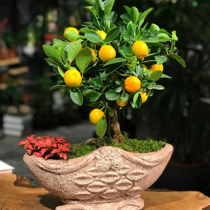 Minyatür Mandalina