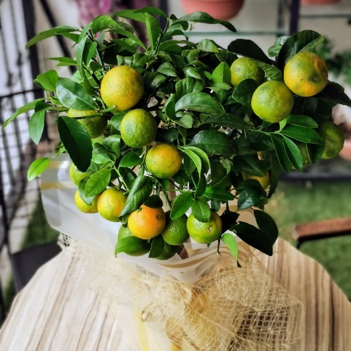 Misket Limonu