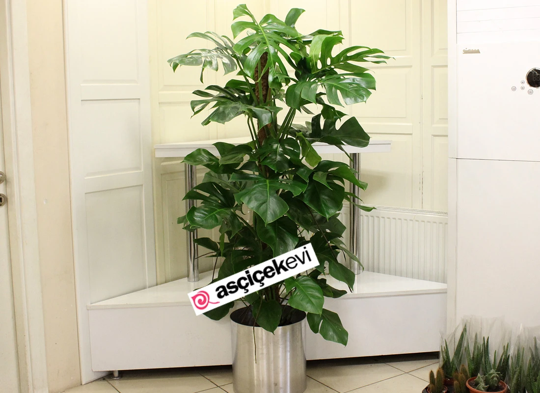 Monstera (Deve Tabanı)