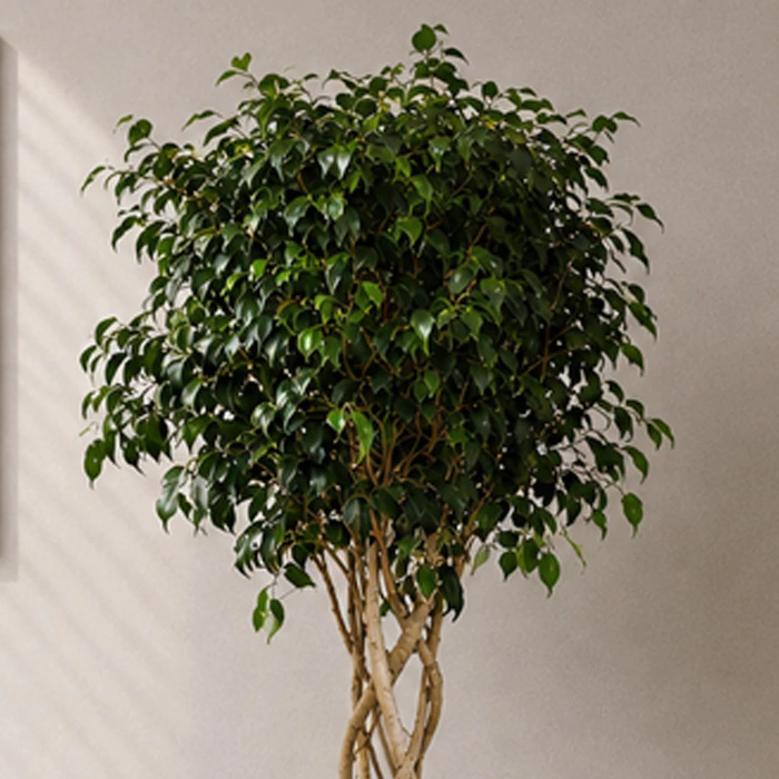 Kafes Örgü Ficus