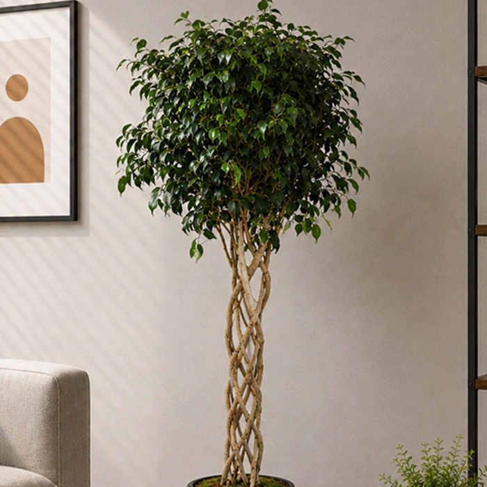 Kafes Örgü Ficus