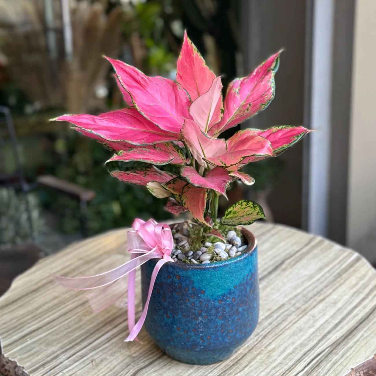 Pink Aglonema