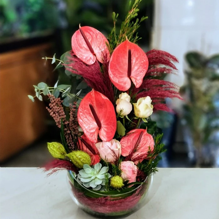 Maxima Anthurium