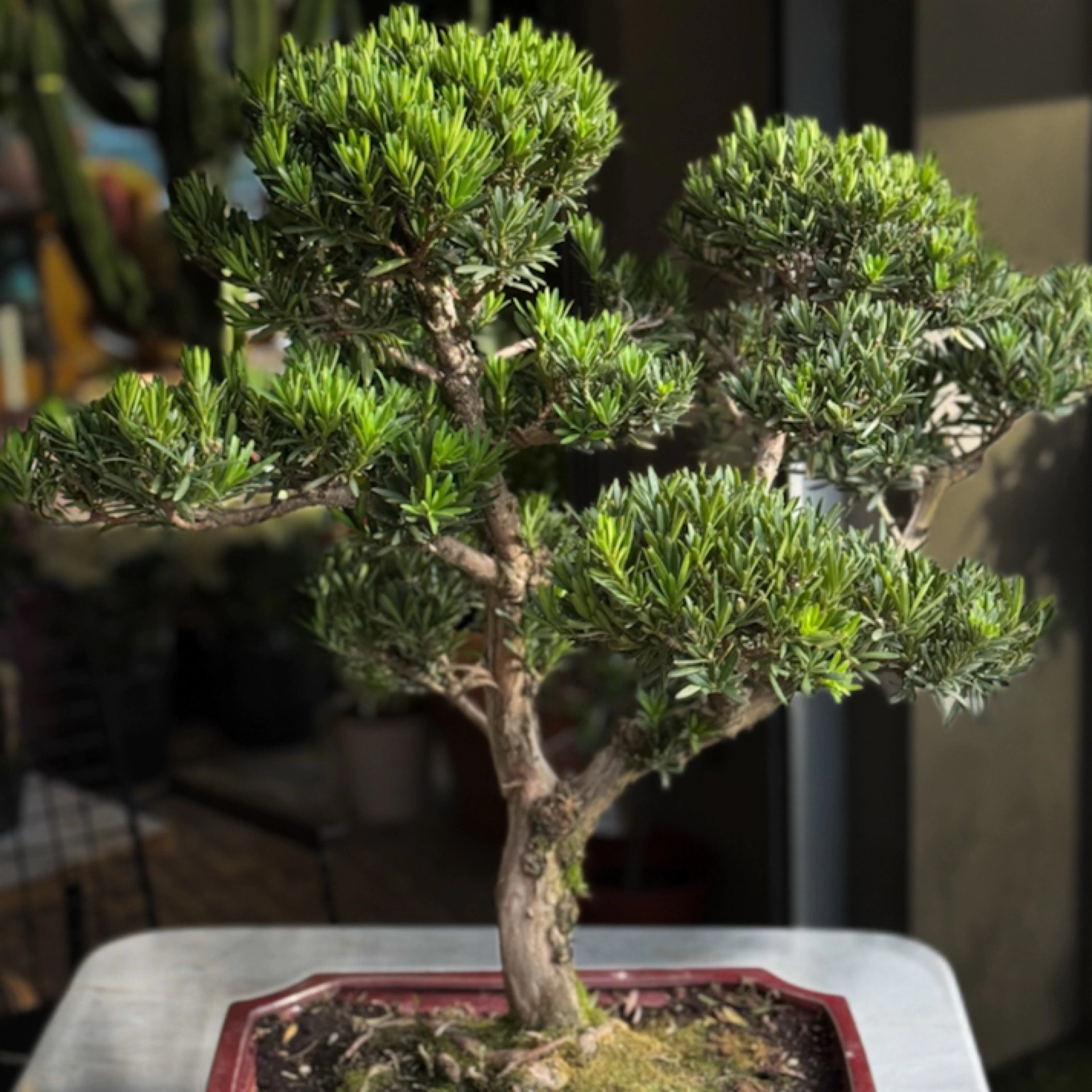 Podocarpus Bonsai Ağacı