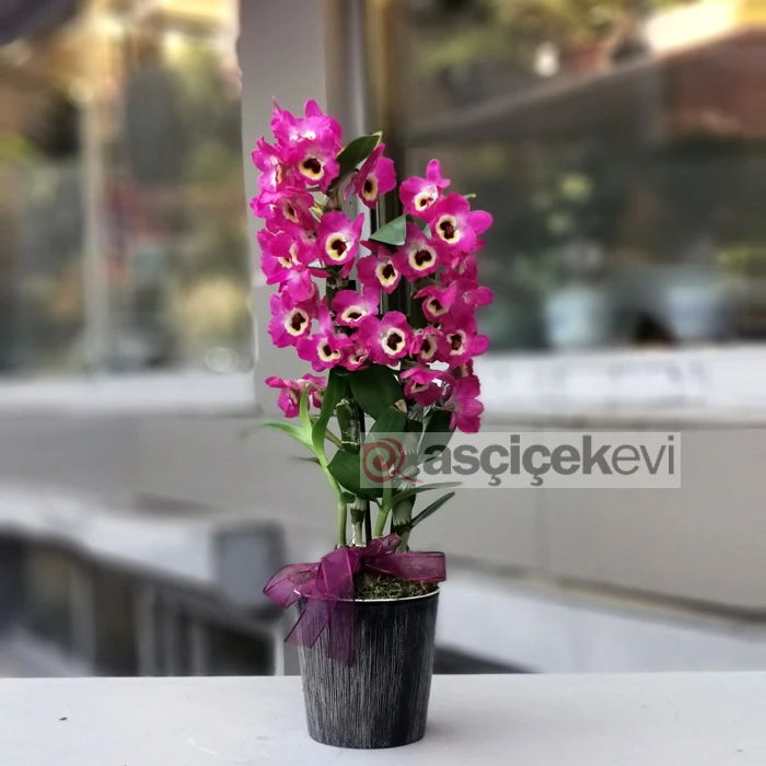 Mis Kokulu Bambu Orkide