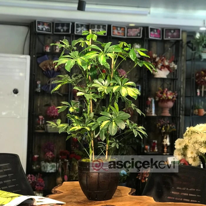 Schefflera Bitkisi