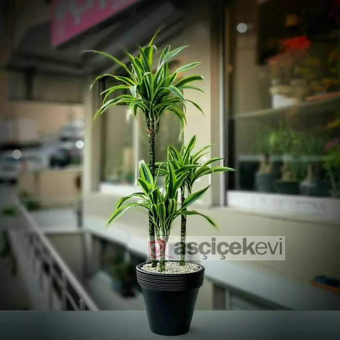 Drecaena Lemon
