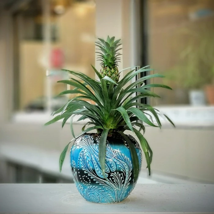 Ananas Comosus