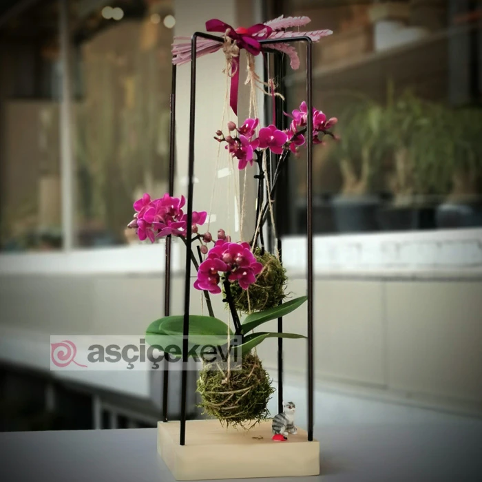 Kokedama Orkide