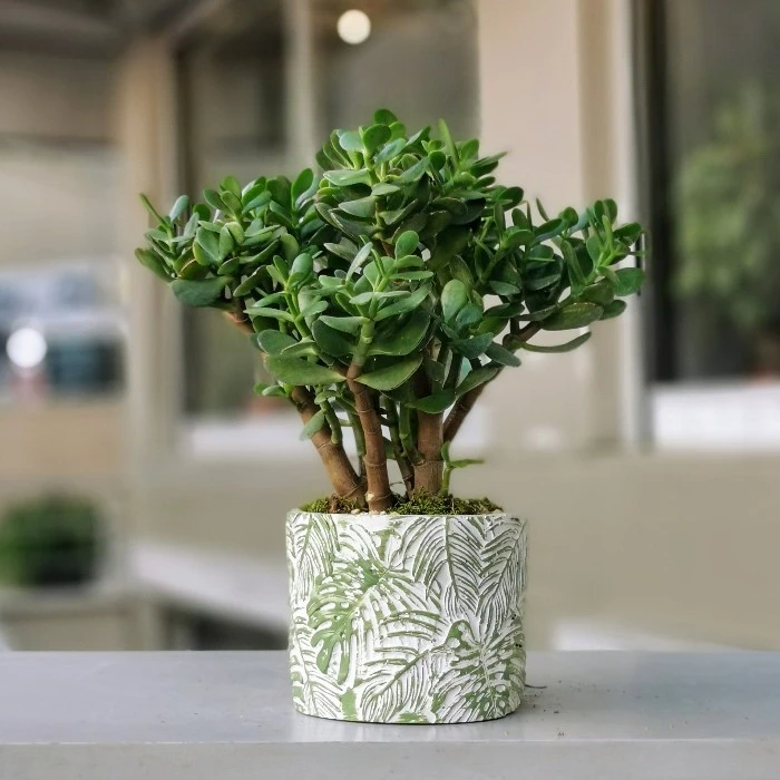 Crassula - Para Ağacı