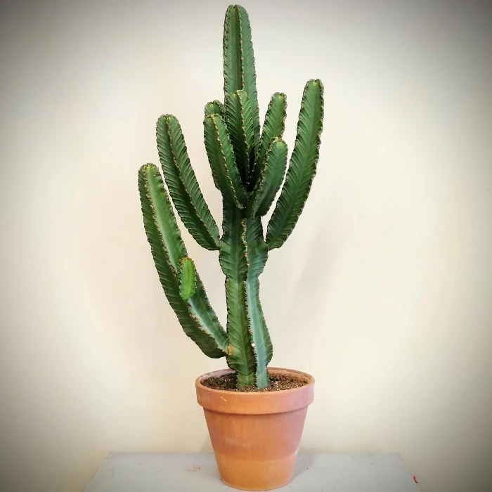 Euphorbia İngens Kaktüs