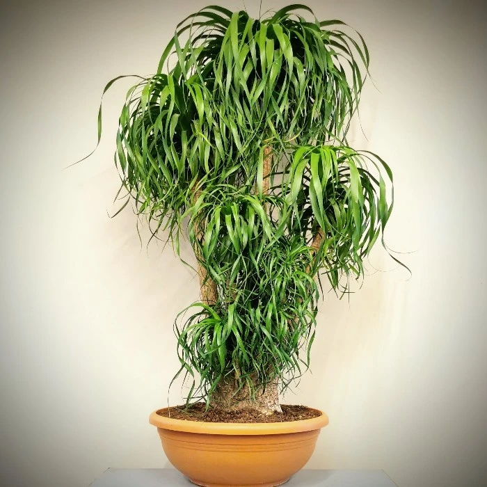 Nolina Recurvata