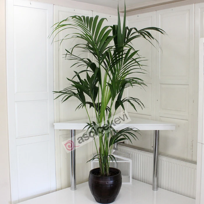 Howea Forsteriana