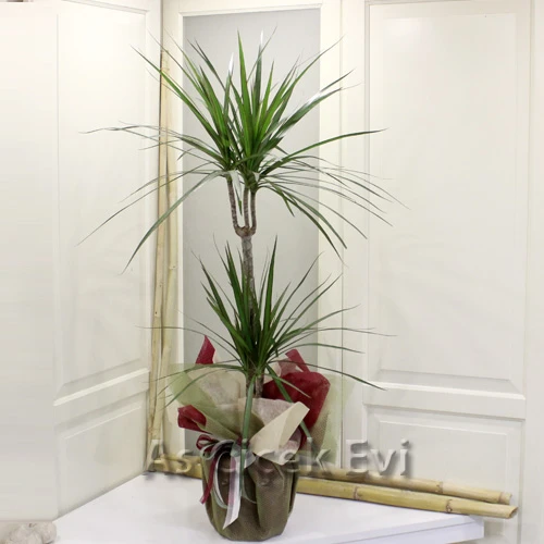 2 Köklü Marginata