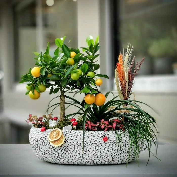 Mandalina Bahçesi