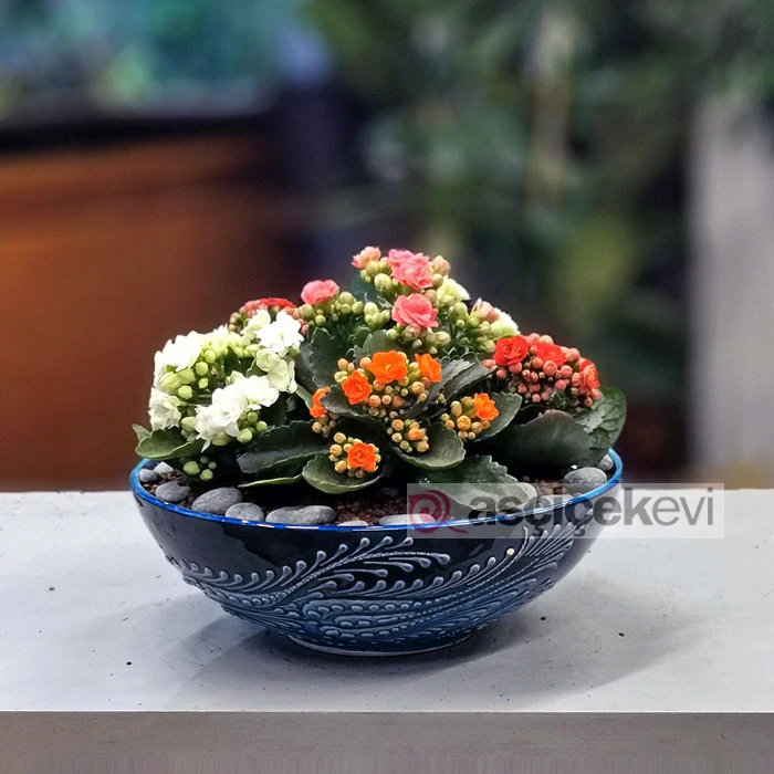 Rengarenk Kalanchoe
