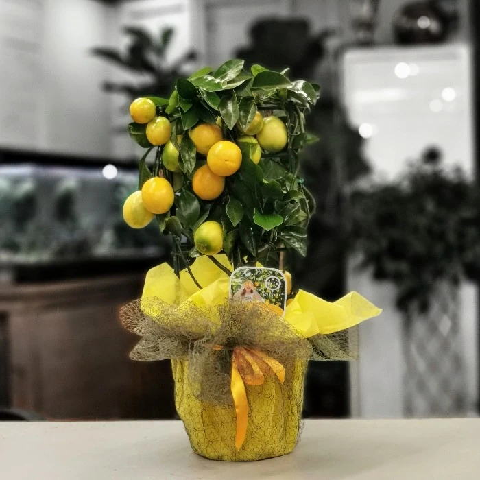 Lisa Meyer Lemon