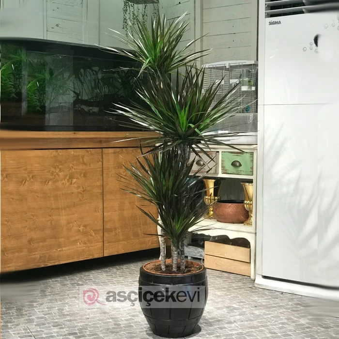 Dreceana Marginata 4 Köklü