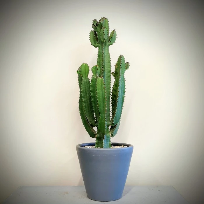 Eforbia Trigona Kaktüs