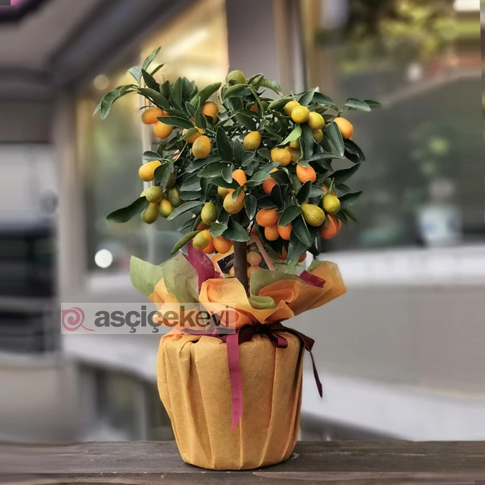 Kumkuat Ağacı