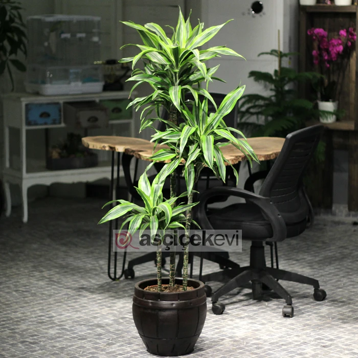 Dracaena Lemon Line