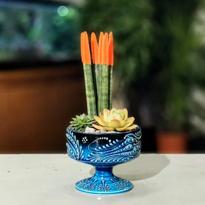 Orange Sansevieria