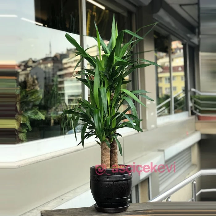 2 li Yucca Bitkisi