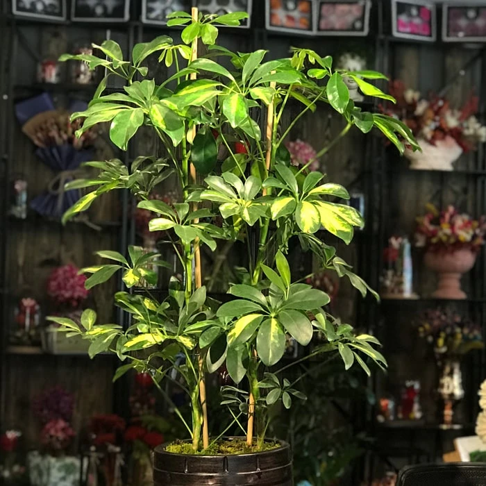 Schefflera Bitkisi