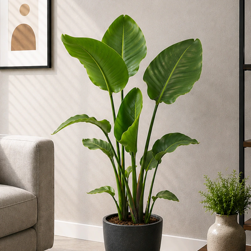 Strelitzia - Cennet Kuşu