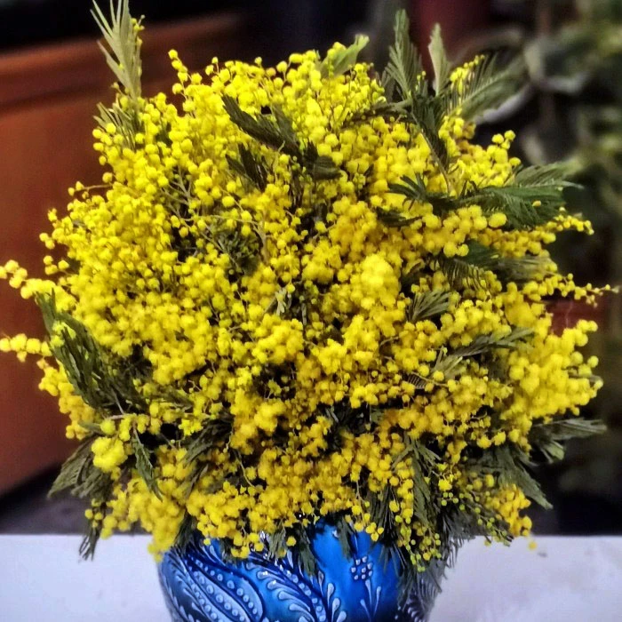 Mimoza Çiçeği