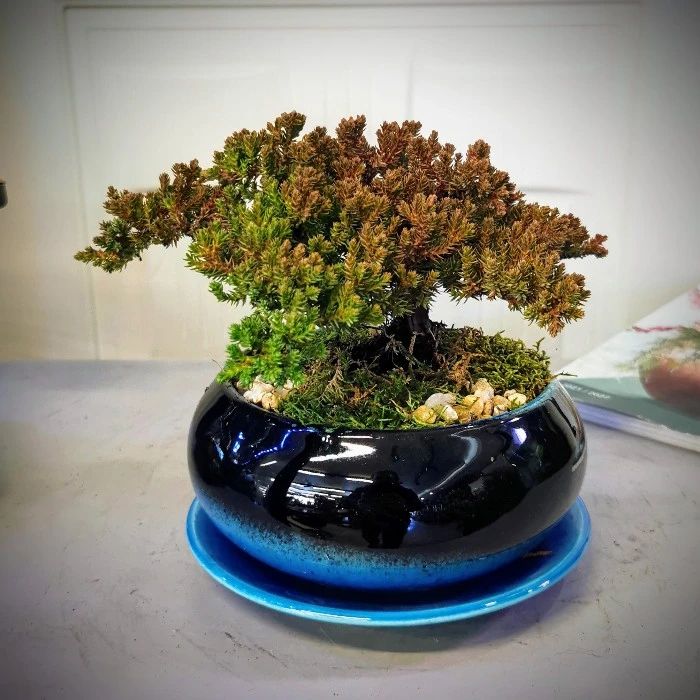 Ardıç Bonsai - Juniperus