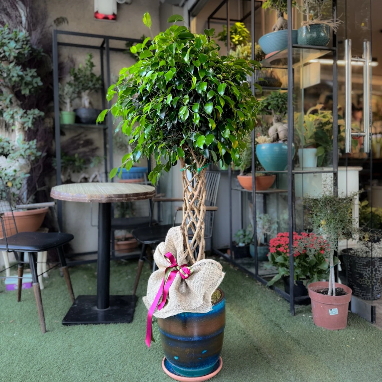 Kafes Örgü Ficus